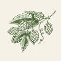 Hops plant with leaves in vintage style. Engraved monochrome sketch for banner or logo, beer or book. Vector Royalty Free Stock Photo