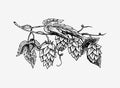 Hops plant with leaves in vintage style. Engraved monochrome sketch for banner or logo, beer or book. Vector Royalty Free Stock Photo