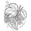 Hops plant sketch engraving vector illustration