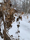 Hop (plant) in winter