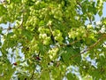 Hops with ripe cones in summer Royalty Free Stock Photo
