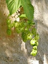 Hops with ripe cones in summer Royalty Free Stock Photo