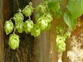 Hops with ripe cones in summer Royalty Free Stock Photo