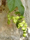 Hops with ripe cones in summer Royalty Free Stock Photo