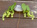 Hops with ripe cones in summer Royalty Free Stock Photo