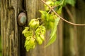 Hops with ripe cones in summer Royalty Free Stock Photo
