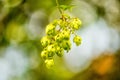 Hops with ripe cones in summer Royalty Free Stock Photo