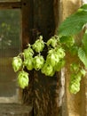 Hops with ripe cones in summer Royalty Free Stock Photo
