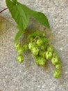 Hops with ripe cones in summer Royalty Free Stock Photo