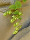 Hops with ripe cones in summer Royalty Free Stock Photo