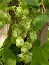 Hops with ripe cones in summer Royalty Free Stock Photo