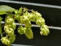 Hops with ripe cones in summer Royalty Free Stock Photo