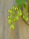 Hops with ripe cones in summer Royalty Free Stock Photo