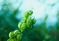 Hops ripe ruits branch Royalty Free Stock Photo