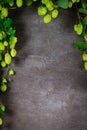 Hops twig and cone over old cracked gray wooden table background.