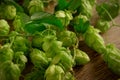 Hops twining bines. Concept of beer brewing process. Green herbal pattern background with climbing strings, hop cones and catkins Royalty Free Stock Photo