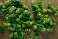 Hops twining bines. Concept of beer brewing process. Green herbal pattern background with climbing strings, hop cones and catkins Royalty Free Stock Photo