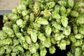 Hops umbels