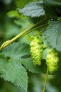 Hops Umbels