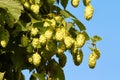 Hops Royalty Free Stock Photo