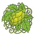 Hops vector Royalty Free Stock Photo