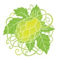 Hops vector Royalty Free Stock Photo