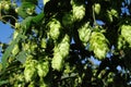 Hops on the vine