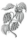 Hops vintage drawing by ink isolated on white background Royalty Free Stock Photo
