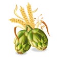 Hops and wheat ears Vector realistic. green fresh hops natural poster. 3d illustrations