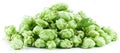 Hops on a white background. Royalty Free Stock Photo