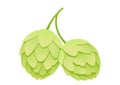 Hops on a white background