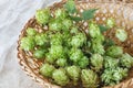 Hops in a wooden basket Royalty Free Stock Photo