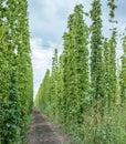 Hops yard. Hops plants climbing of special supported strings or wires
