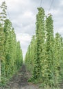 Hops yard. Hops plants climbing of special supported strings or wires