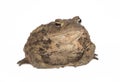 Hoptoad isolated on white background Royalty Free Stock Photo