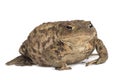 Hoptoad isolated on white background Royalty Free Stock Photo