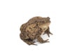 Hoptoad isolated on white background Royalty Free Stock Photo