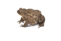 Hoptoad isolated on white background Royalty Free Stock Photo