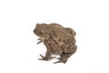 Hoptoad isolated on white background Royalty Free Stock Photo