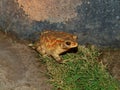 Hoptoad Royalty Free Stock Photo