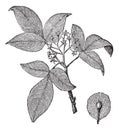 Hoptree or Ptelea trifoliata vintage engraving