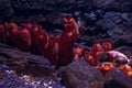 Hordate animals species -Red sea squirt Royalty Free Stock Photo