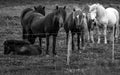 Horde of Iclandic Horses