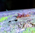 The horde of red ants cripples malignant insects