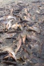 Horde of striped catfish being fed in the river