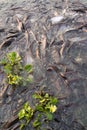 Horde of striped catfish swimming in the river