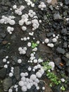 The horde of white mushroom