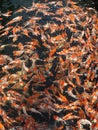 Hordes of colorful fishes are fighting over food in the pond