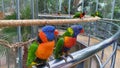 Hordes of colorful parrot birds are perched in the trees