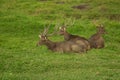 Hordes of deer in a forest